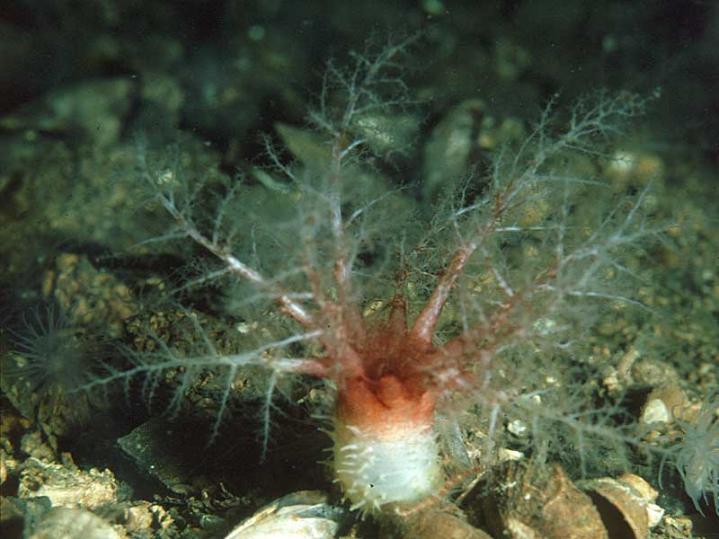 Thyonidium drummondii